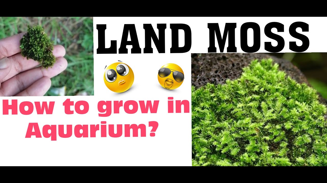 How To Grow Land Moss In Aquarium? | Collecing Land Moss | Aqua Planet #Collectinglandmoss