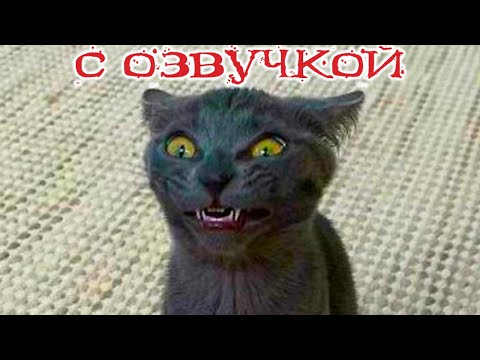 Приколы с котами! Самые смешные животные! С озвучкой! тест на психику!