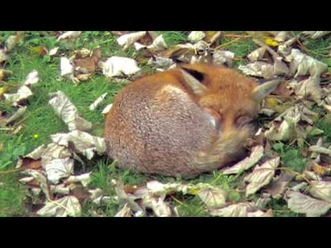 Autumn Fox Photo 16