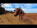 Vacas en realidad virtual | VR Experience #44