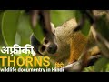 A world of thorns     africa wildlife hindi documentry