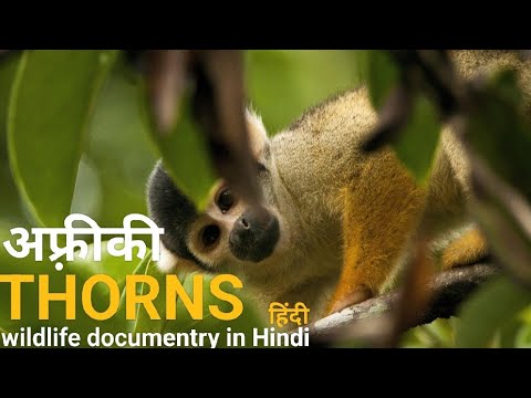 A world of Thorns - हिंदी डॉक्यूमेंट्री ! Africa wildlife Hindi