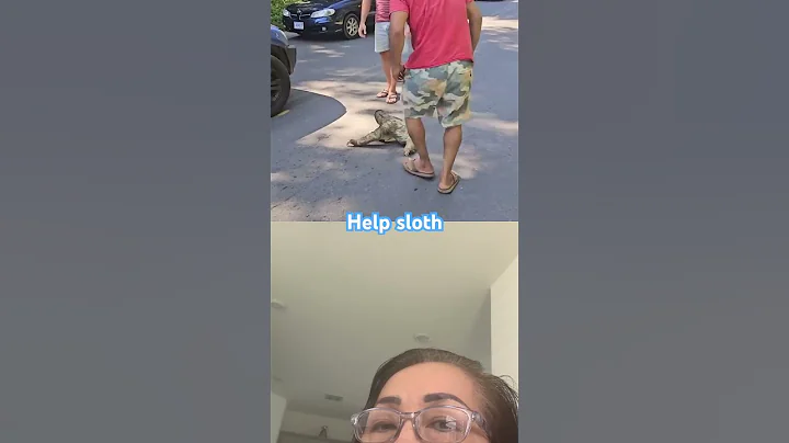 Man rescues stranded sloth #short #sloth #rescuessloth