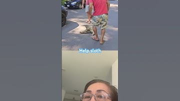 Man rescues stranded sloth #short #sloth #rescuessloth