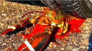 Experiment Car Vs Lobster Crushing Crunchy Soft Things By Car