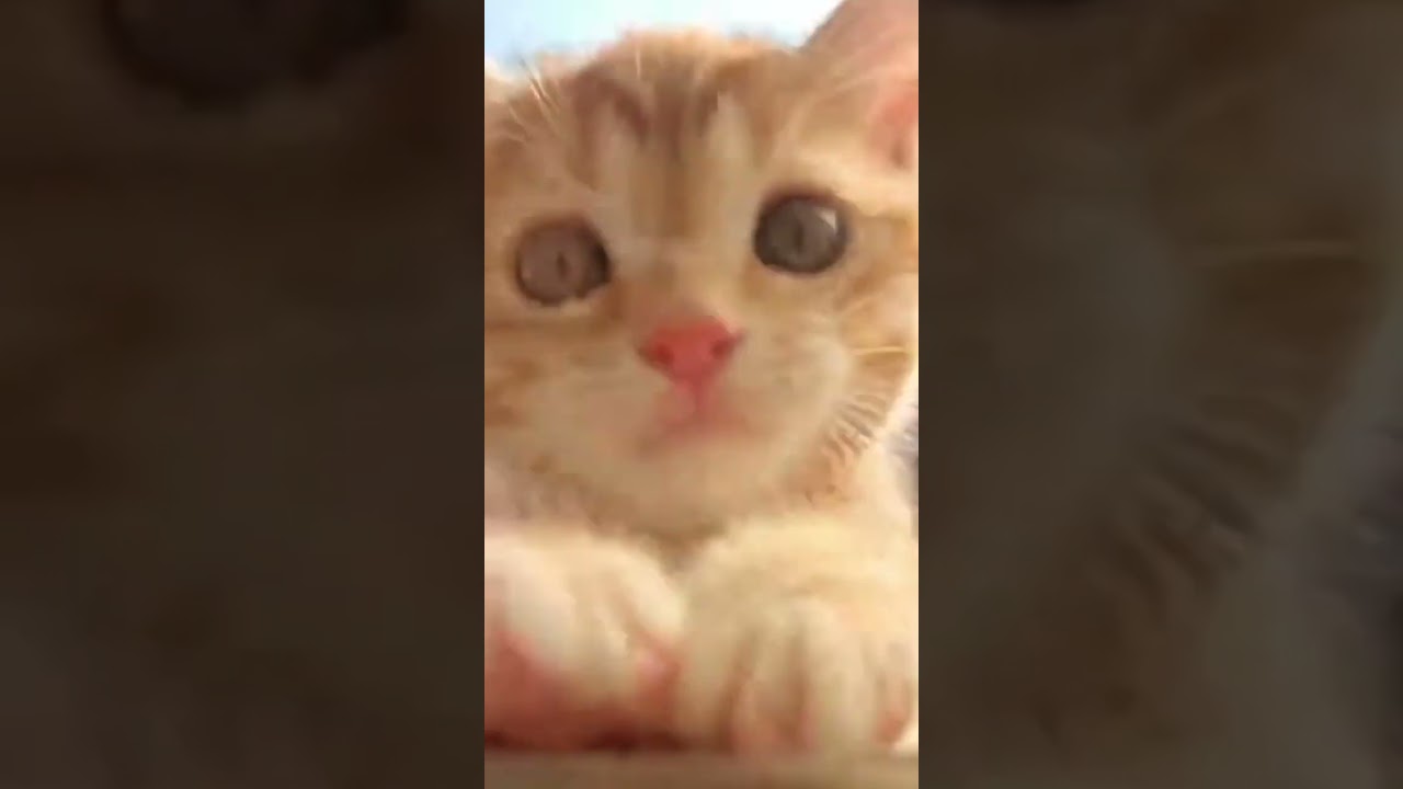 Adorable Kitten Pawing the Camera 😽 | Cute Meowing & Gentle Music