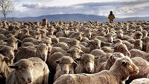 The Amazing Biggest Sheep Farm in Western Australia