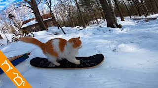 El Gato Más Extremo Del Mundo Le Encanta Surfear Sobre La Nieve En Patineta