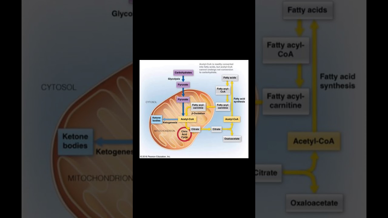 Integration of carbohydrate and fatty acid metabolism YouTube