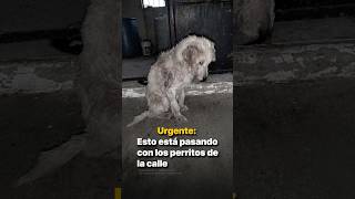 Urgente: esto está pasando con los perritos de la calle