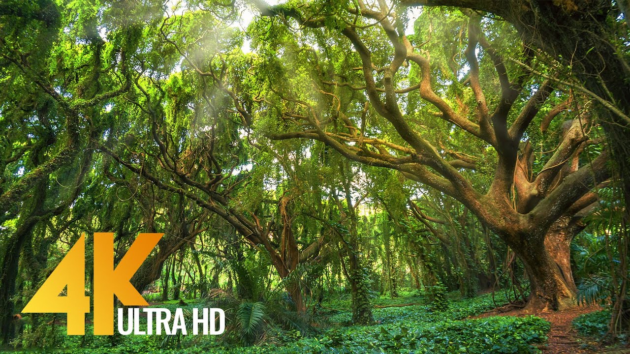 VERTICAL ULTRA HD 4K SCENE: Rejuvenating Forest Spring - Oregon UHD Nature  Relaxation 