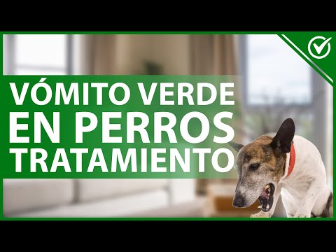 🐩 ¿Qué Causa el Vómito Verde en Perros y cuál es el Tratamiento Adecuado? 🤮🐩 hqdefault