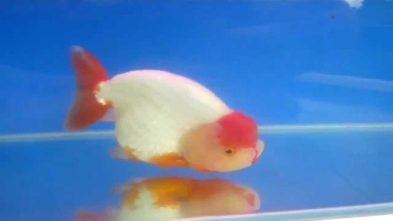 ikan koki ranchu - YouTube