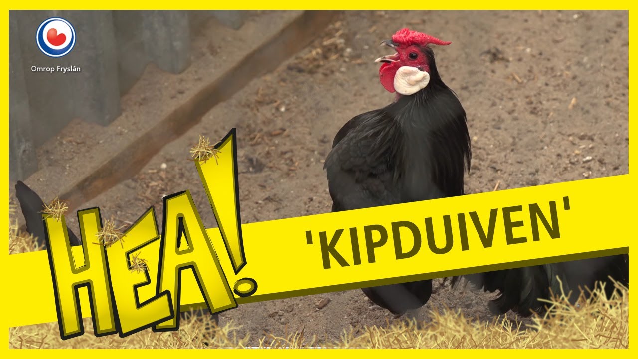 HEA! De bijzondere 'kipduiven' van Syto