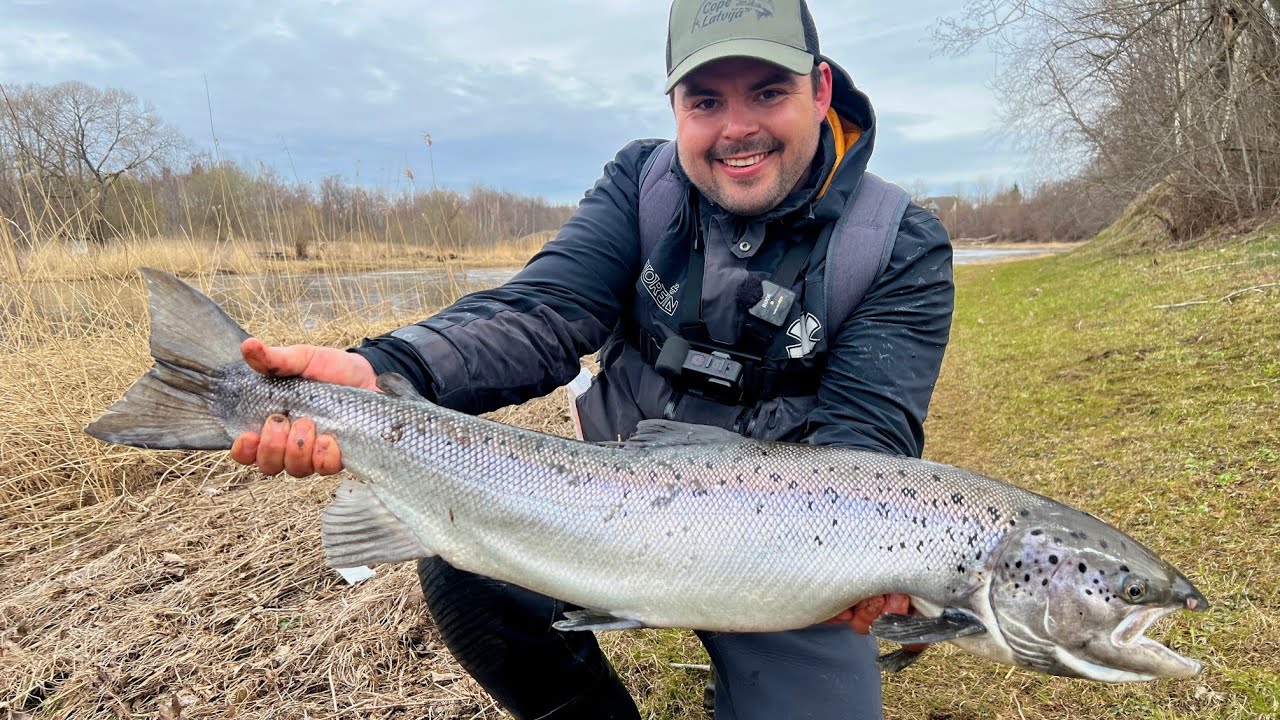 Jauns taimiņa rekords un ļoti spēcīgs atkopies lasis Salacā. A zona nogurdina!
