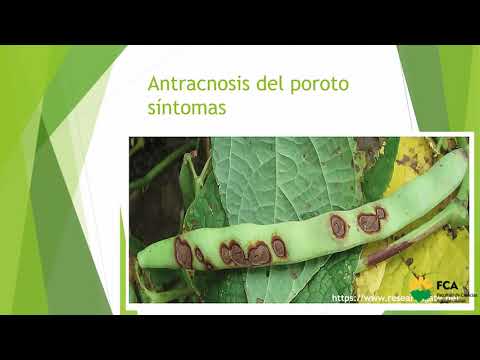 Video: Berenjena Colletotrichum Fruit Rot - Cómo tratar la podredumbre de la fruta en las berenjenas