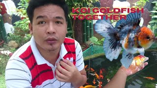 Pwede Ba Ihalo Ang Goldfish Sa Koi Pond? Experiment Result Reveal