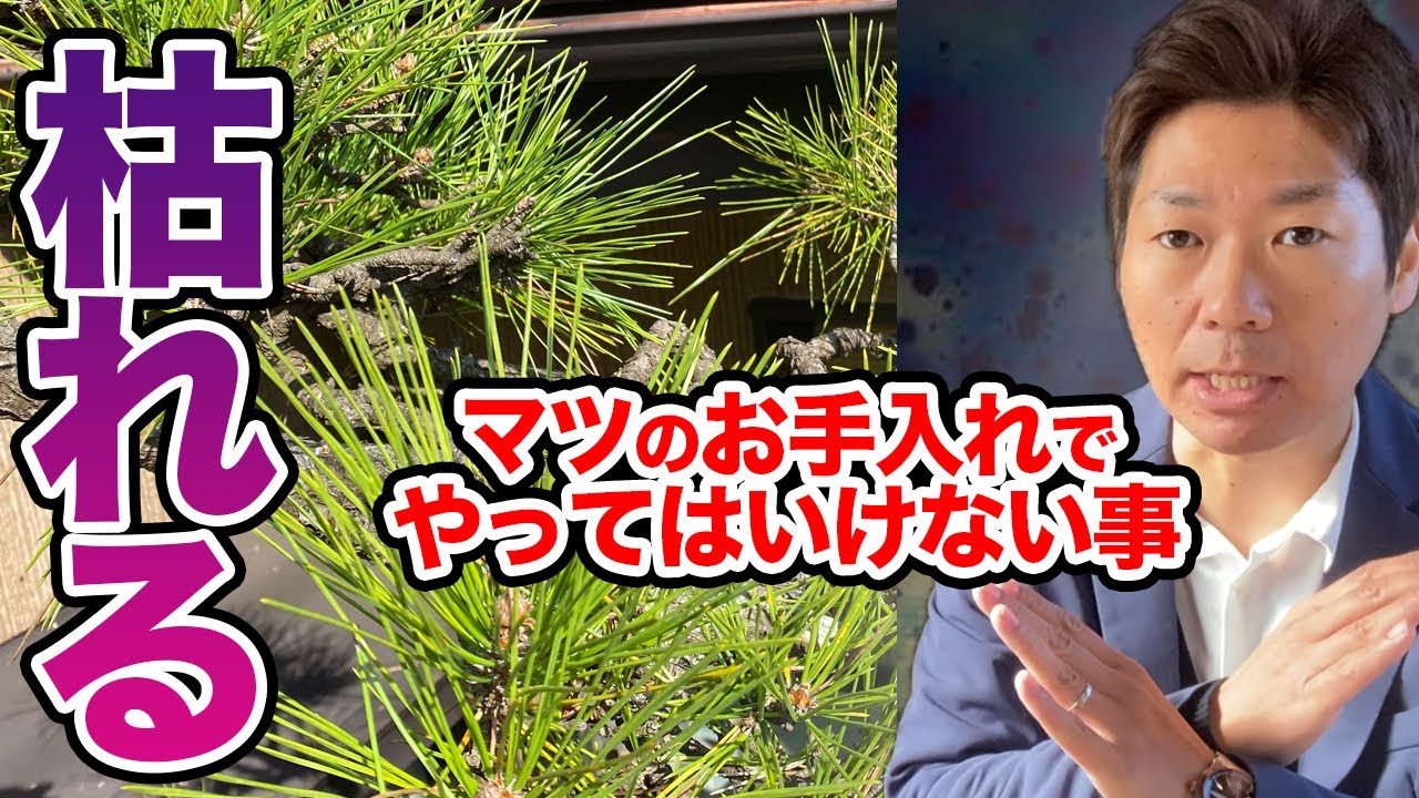 マツのお手入れでやってはいけない事【庭師が解説】 - YouTube