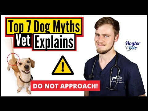 Video: Dog Behavior Miti: 7 Več Debunked