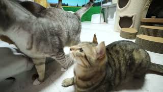 2026.3.9  猫部屋で旅するちゅーるをたべます