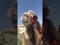 Why Camels Survive Extreme Deserts
