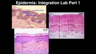 A&P I Lab | Integration Lab 1: Histology of the Epidermis News