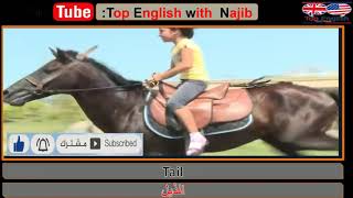 little arab girl riding a  horse (Horse idioms and vocabularies)عبارات انجليزية متعلقة بالخيل