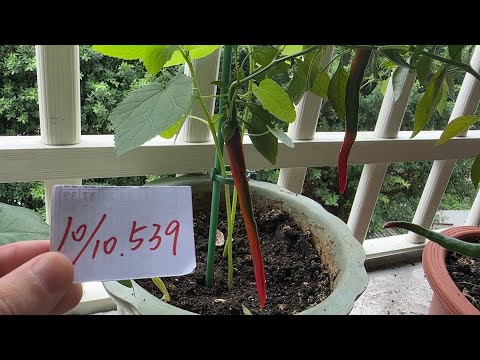 【園藝539】10月10日(二)收成15公分左右長辣椒開始轉紅！