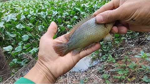 Câu Cá Rô Đồng Gần Biên Giới Mùa Nước Nổi Như Thế Nào