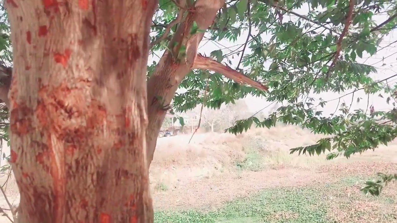 Purana Basti video ( mr bajrang z7n) ytc subscribe👍🙏