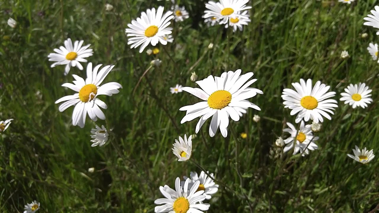 LG G4 Ultra High-Definition Video Camera Test - Mobile Phones Direct