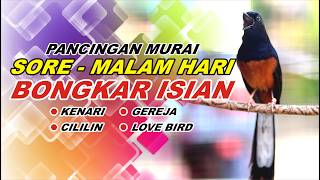 🔴 LIVE 77 - PANCINGAN MURAI BATU PAGI HARI FULL ISIAN TEMBAKAN , AMPUH MELATIH MURAI BONGKAR ISIAN