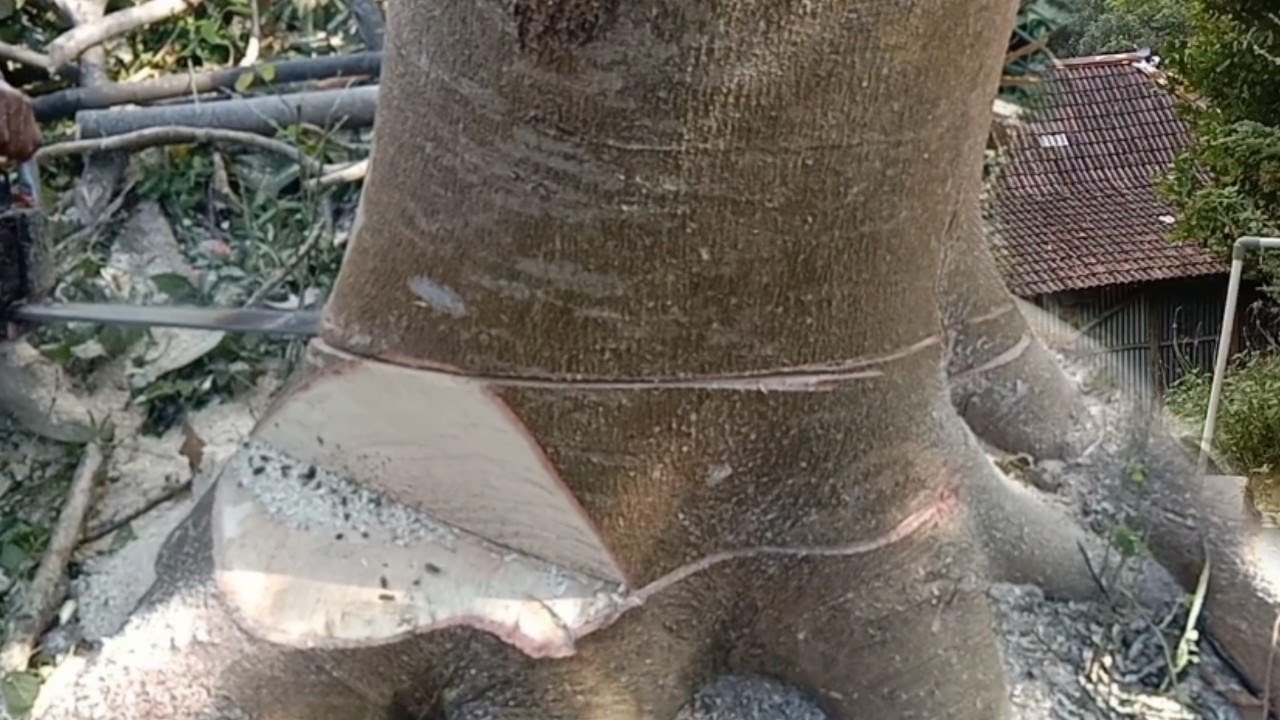 bikin ketar ketir, tebang kayu sengon tinggi besar  posisi di belakang rumah warga