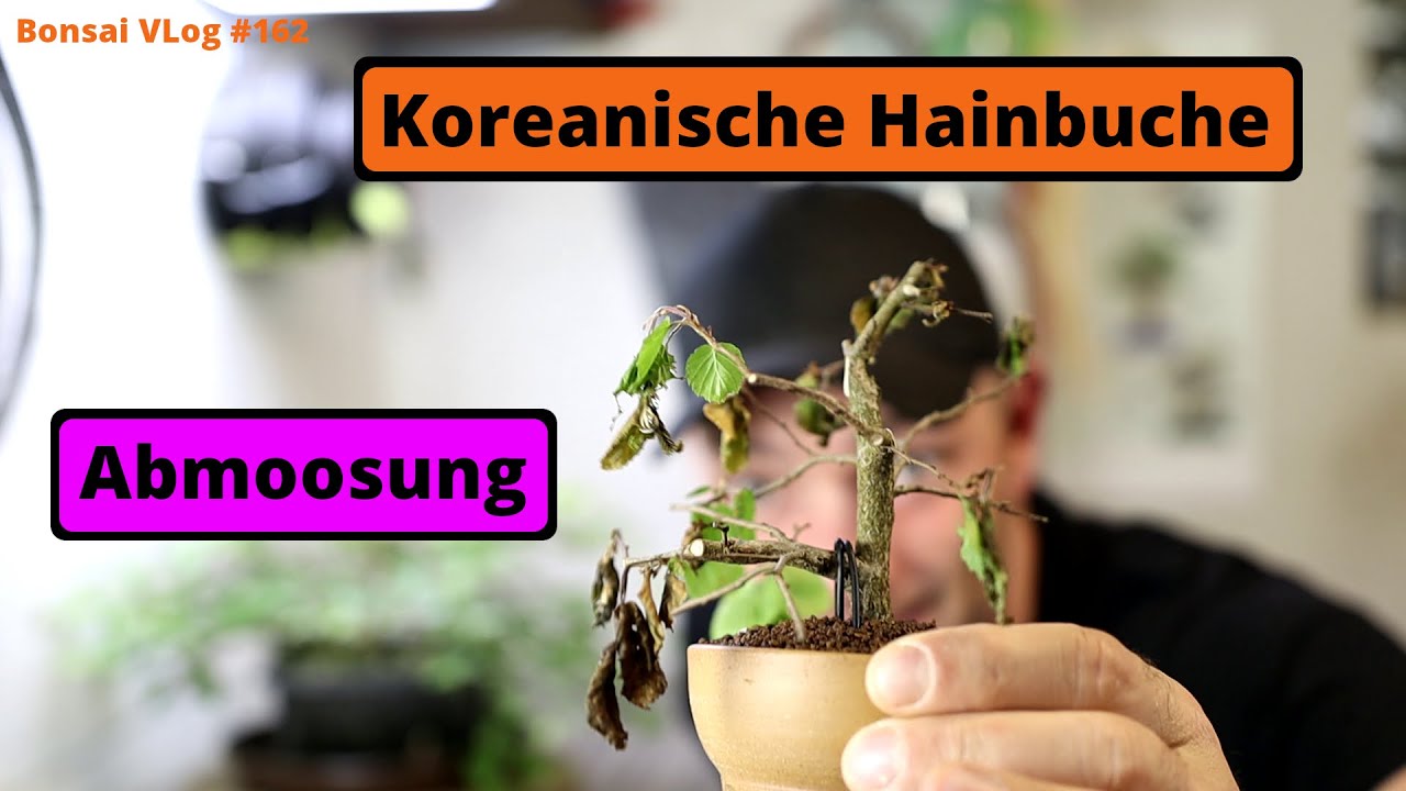 bonsai rotala Indische Rotala | Rotala indica Bonsai / Ammania Bonsai