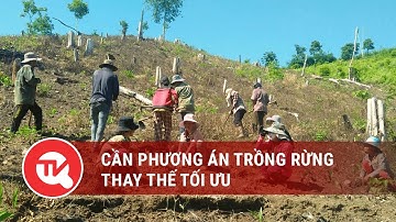 Cần phương án trồng rừng thay thế tối ưu | Truyền hình Quốc hội Việt Nam