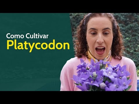 Vídeo: Platycodon Milagroso Japonês. Conhecido