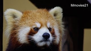 レッサーパンダのユーユー(旭山動物園)~Red Panda 