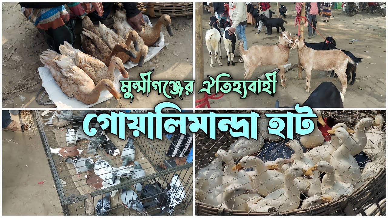 মুন্সীগঞ্জের ঐতিহ্যবাহী গোয়ালিমান্দ্রা হাট 🐐🐔🕊️ |ছাগল, হাঁস, মুরগি ও কবুতরের আজকের দাম #মুরগি #কবুতর