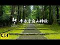 【和み】平泉寺白山神社｜一面に緑の美しい苔で覆われ「苔宮」「苔寺」とも呼ばれています。1300年以上の歴史ある景観が穏やかに心を和ませてくれます。／WABISABI（4K映像）