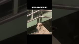 POV: CACHORRO 🤣 #clips #engraçado #meme