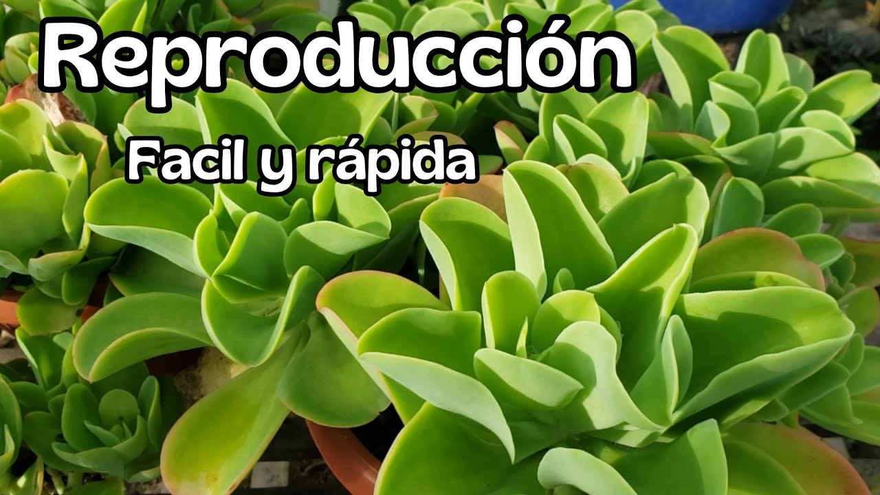 Cómo reproducir Echeveria Pallida