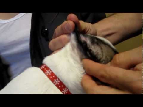 How to Clean Dog Ears - Veterinary Advice