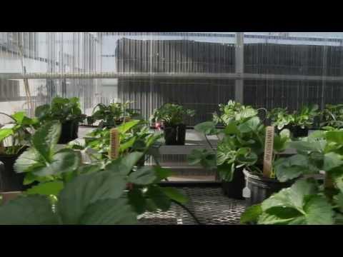 UF/IFAS Research Plant Breeding Programs