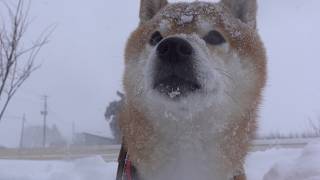 吹雪の中、柴犬が格好良く佇む理由がこれ