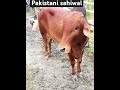 Original Pakistani sahiwal #song #love#cow#cattleworld#bull #bullfarm #cowfarm #shortvideo #animals