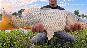 Câu Cá Sông Tự Nhiên – Dính Cá Chép To Khủng, Bo Cần Đã Tay | Fishing River