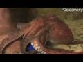 Giant Pacific Octopus