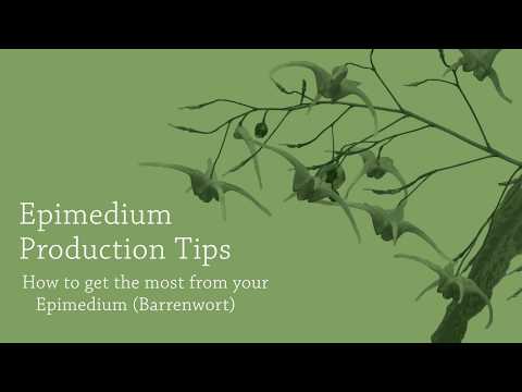 Epimedium Production Tips | Walters Gardens