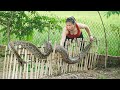 Catch giant python while harvesting corn goes to market sell corn pudding recipe  garden life