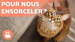 Pourquoi les CHATS nous regardentils dans les YEUX ?  5 RAISONS